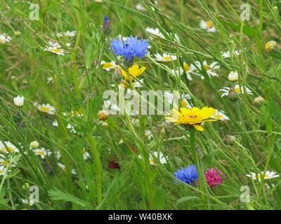Nahaufnahme eines Patch Englisch wildflower Meadow in voller Blüte; ein Aufstand der bunt mit Margeriten, Gräser und Kornblumen Stockfoto