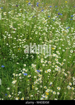 Nahaufnahme eines Patch Englisch wildflower Meadow in voller Blüte; ein Aufstand der bunt mit Margeriten, Gräser und Kornblumen Stockfoto