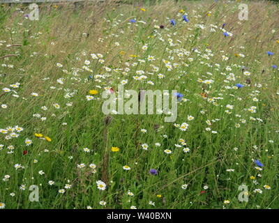 Nahaufnahme eines Patch Englisch wildflower Meadow in voller Blüte; ein Aufstand der bunt mit Margeriten, Gräser und Kornblumen Stockfoto
