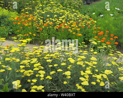 Ein Weg in einen Englischen Garten ist von bunten Grenzen der gelben Achillea und orange & gelb Tagetes flankiert Stockfoto