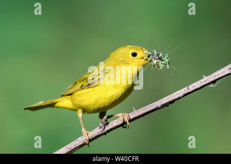 Schnäpperrohrsänger oder Amerikanischen Schnäpperrohrsänger, Setophaga Petechien, mit einer Rechnung voller Insekten, Sommer, Nova Scotia, Kanada gehockt Stockfoto