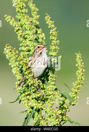 Savannah sparrow, Passerculus sandwichensis, thront auf Pflanze, Singen, Nova Scotia, Kanada Stockfoto