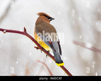 Cedar waxwing Bombycilla cedrorum, im Winter im Schnee, Nova Scotia, Kanada Stockfoto