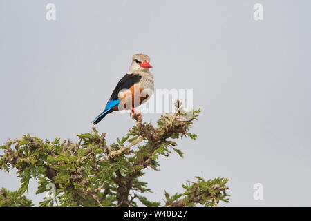 Graue Kingfisher (Halcyon leucocephala), manchmal bekannt als der grau-Hooded oder Chestnut-bellied Kingfisher Stockfoto