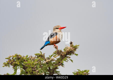 Graue Kingfisher (Halcyon leucocephala), manchmal bekannt als der grau-Hooded oder Chestnut-bellied Kingfisher Stockfoto