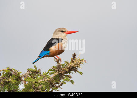 Graue Kingfisher (Halcyon leucocephala), manchmal bekannt als der grau-Hooded oder Chestnut-bellied Kingfisher Stockfoto