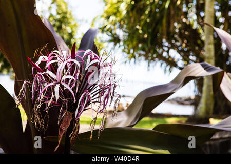 Eine hübsche rosa blühende Pflanze mit gewellten Blätter und das Meer im Hintergrund Stockfoto