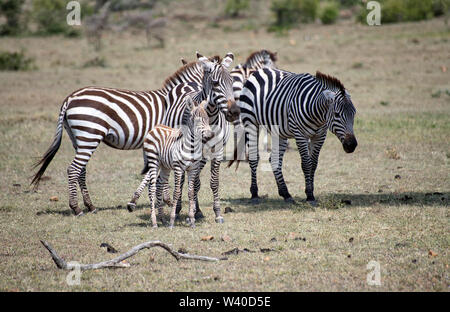 Gemeinsame, Ebenen oder Burchell's Zebra (Equus quagga), Familie Gruppe männlicher und Harem Weibchen mit einem jungen Fohlen Stockfoto