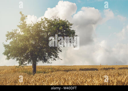 Baum auf einem Feld mit Sonnenlicht Stockfoto