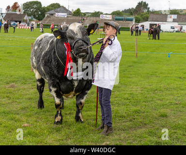 Blaue Belgier Stier auf einen Country Fair, Skibbereen Irland Stockfoto