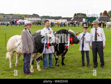 Blaue Belgier Stier auf einen Country Fair, Skibbereen Irland Stockfoto