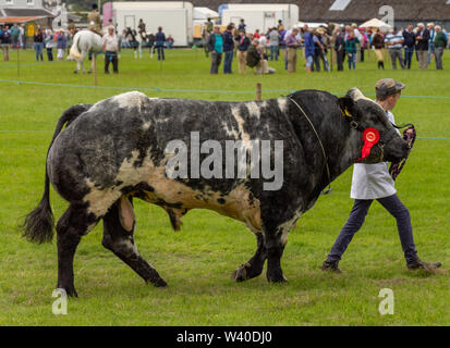 Blaue Belgier Stier auf einen Country Fair, Skibbereen Irland Stockfoto