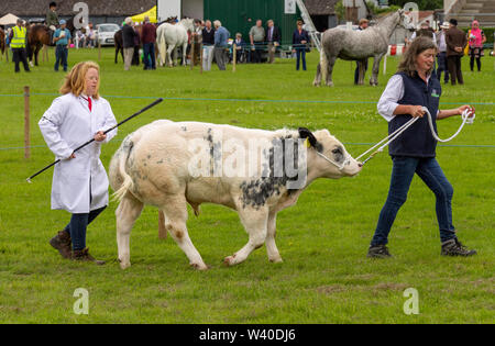 Weibliche handler führenden belgischen Blau Stierkalb im show Ring. Stockfoto