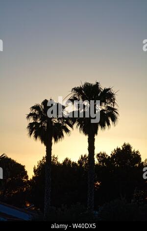 Silhouetten von Palmen gegen eine bunte Himmel bei Dämmerung, Menorca Spanien Europa Stockfoto