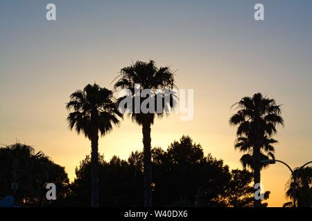 Silhouetten von Palmen gegen eine bunte Himmel bei Dämmerung, Menorca Spanien Europa Stockfoto