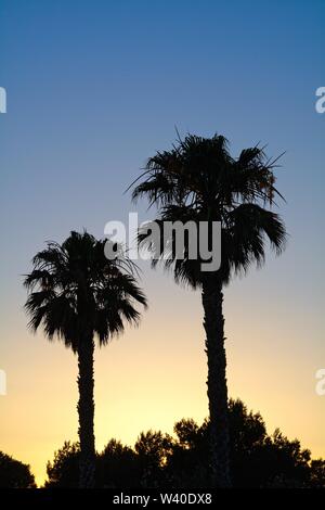 Silhouetten von Palmen gegen eine bunte Himmel bei Dämmerung, Menorca Spanien Europa Stockfoto