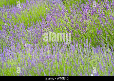 Ein Lavendelfeld in Blüte, weicher Fokus vorne und hinten, scharf im mittleren Bereich, Farben grün und lila. Stockfoto