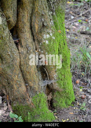 Moose auf alten Plum Tree Trunk Stockfoto