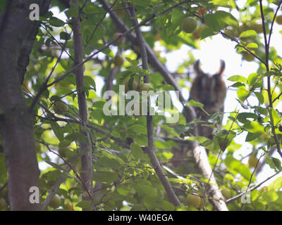 Verschwommen - Owl (Asio otus, waldohreule) auf eine Pflaume - Baum, Asio Otus Stockfoto