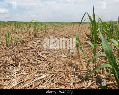 Trockenes Stroh in Zuckerrohr Plantage. Landwirtschaft in Brasilien und Pflege enviroiment. Stockfoto