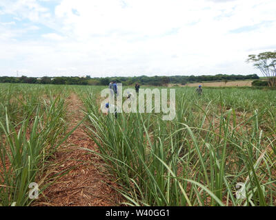 Trockenes Stroh in Zuckerrohr Plantage. Landwirtschaft in Brasilien und Pflege enviroiment. Stockfoto