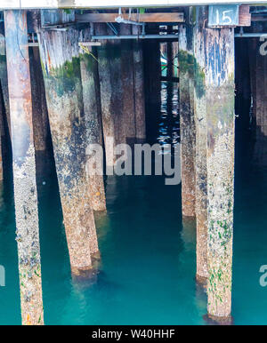 Alte Pier Pilings abgedeckt, Muscheln und Seepocken Stockfoto