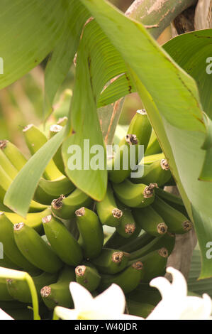 Niederlassung von Bananen hängen von dem Baum, von denen einer seiner Filialen gesehen ist der Kreuzung das Bild Stockfoto