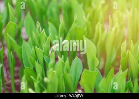 Schöne Makro von weißen kleinen Spring Flower Buds in hellen, grünen Gras. Sun Licht von oben. Bleiches Licht verblasst die Pastellfarben der Natur. Natürliche Stockfoto
