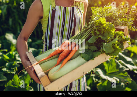 Junge Landwirt holding Holzbox mit frischem Gemüse gefüllt. Frau versammelt Sommer Ernte von Karotten, Kopfsalat, Kürbisse. Gartenarbeit Konzept Stockfoto