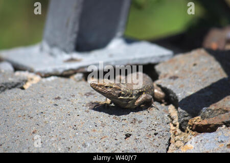 Lizard weiblichen GALLOTIA GALLOTI, typisch für die Insel Teneriffa, auf einem Geländer aus Naturstein in einem Garten unter der Sonne Stockfoto