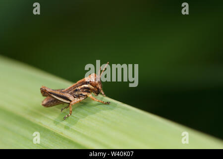 Ein junger Sporn-throated Grasshopper (melanoplus) auf einem grünen Blatt. Stockfoto