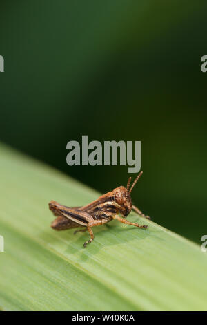 Ein junger Sporn-throated Grasshopper (melanoplus) auf einem grünen Blatt. Stockfoto