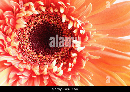 Selektiver Fokus einer schöne abstrakte Makro einer Coral farbige Gerbera Daisy mit Wassertropfen auf einem rosa Hintergrund. Kopieren Sie Platz für Ihren Text. Top Stockfoto