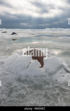 Interessante Eisbildung um Stein an der Küste der Ostsee in Lettland. Stockfoto