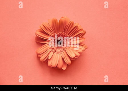 Coral farbige Gerbera Daisy über einen ähnlichen Hintergrund. Bild geschossen von oben Ansicht/flach positionieren. Stockfoto