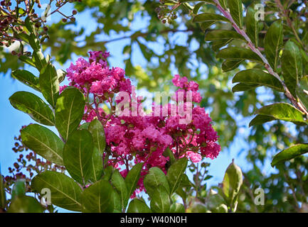 Lagerstroemia, rosa Blüten von Crape myrtle Stockfoto