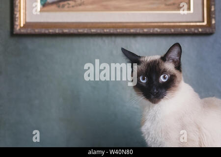 Portrait einer jungen Siamesische Katze vor einem Türkisblauen texturierte Wand saß, mit einem goldfarbenen Rahmen Stockfoto