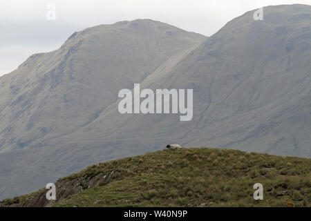 Ein Schaf liegend Beweidung in rauen Weide auf einem Hügel im Westen von Irland mit dem Sheeffry Hills im Hintergrund. Stockfoto