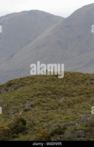 Einzelne Schaf liegend auf dem Hügel in Irland auf einem grauen Tag mit dem Sheeffry Berge im Hintergrund. Stockfoto