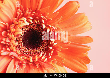 Selektiver Fokus einer schöne abstrakte Makro einer Coral farbige Gerbera Daisy mit Wassertropfen über einen rosa Hintergrund mit unscharfen Vordergrund. Stockfoto