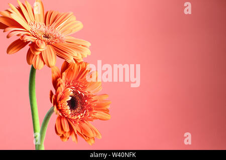 Schöne Zusammenfassung von zwei orangefarbene Gerbera Daisies gegen eine Koralle farbigen Hintergrund. Kopieren Sie Platz für Ihren Text. Selektiver Fokus auf Zentrum von da Stockfoto