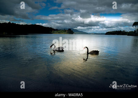 Ein Paar schwarze Schwäne in unheimlichen Licht Silhouette auf dem See Stockfoto