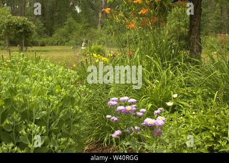 Eine Blume Garten wild wachsen im Sommer Stockfoto