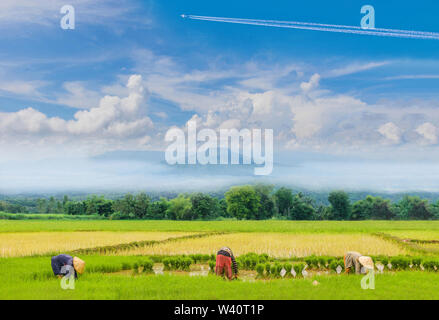 Der Bauer Praxis, eine alte Methode, Plantage, grüne Rohreis Feld mit schönen Himmel und Wolken, Thailand's Fuji Berg. Stockfoto