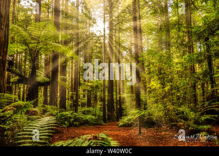 Ort die Touristen wandern die Aussetzung Baum spaziergang Brücke in den Redwoods Wald Rotorua Stockfoto