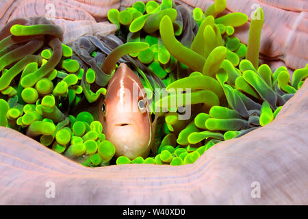 Rosa Anemonenfischen, Amphiprion perideraion, auch als die Rosa Skunk Clownfish bekannt. Leben in die tentakel eines herrlichen Seeanemone Stockfoto