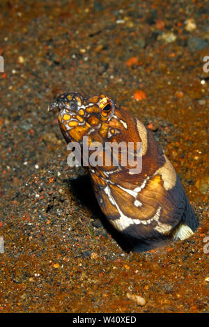 Napoleon Schlange Aal, Ophichthus bonaparti. Diese Aale im Allgemeinen bleiben im Sand vergraben, mit nur den Kopf. Tulamben, Bali, Indonesien. Stockfoto