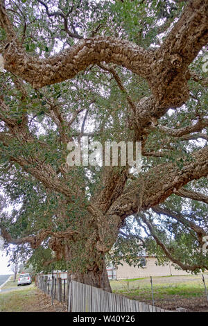 Große Cork Oak Tree, Quercus suber, aus England geholt als Sämling in Australien im Jahre 1861 von Edward Parker. Stockfoto