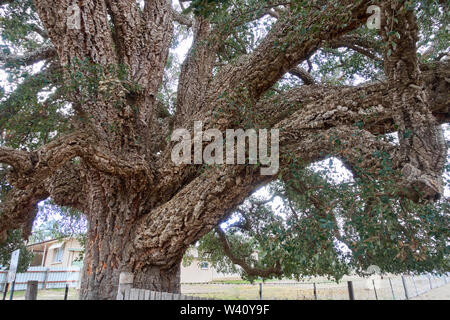 Nahaufnahme des Großen Korkeiche, Quercus suber, aus England geholt als Sämling in Australien im Jahre 1861 von Edward Parker. Stockfoto