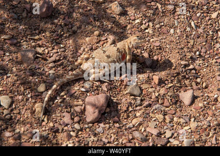 Eidechse in der Wüste Gobi, Mongolei Stockfoto